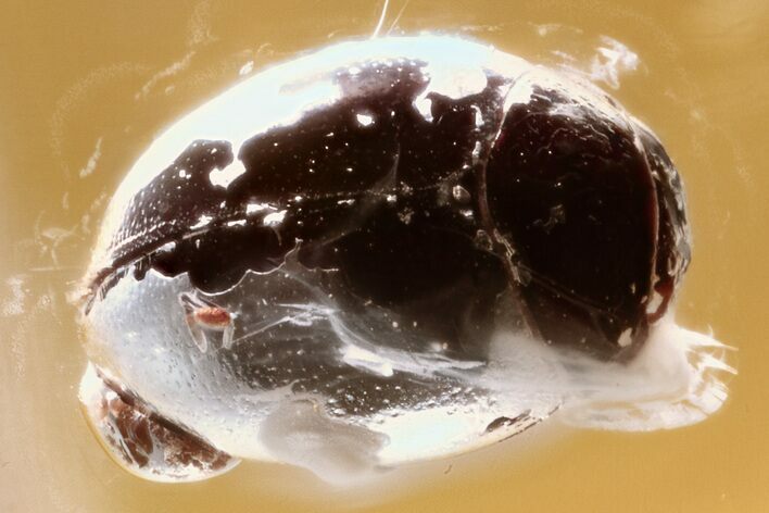 Detailed Fossil Lady Bug (Coccinellidae) in Baltic Amber - Uncommon #310907